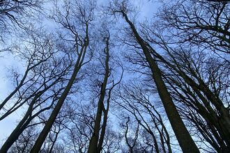 Shot looking up to the sky through a winter woodland canopy