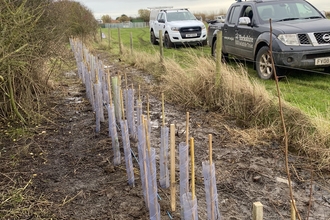 Shot of a freshly planted hedgerow on the edge of a field on a nature reserve in winter.