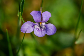 One purple flower in amongst blurred out green grass