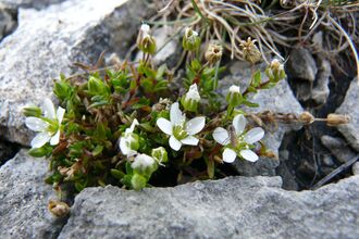Yorkshire Sandwort - white flowers and green foliage in the gaps of a rock