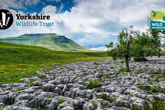 Landscape view of Ingleborough and the limestone paving in the forefront, mountain in the distance