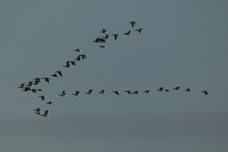 Brent Geese flying in a V formation