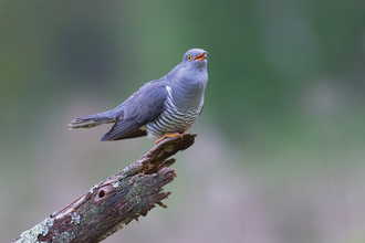 Cuckoo perched on a single thick branch