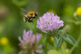A carder bumblebee landing on a purple flower.