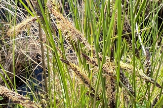 Large green grasses cover the length of the image, with small light brown feathery fronds of flower towards the middle bottom