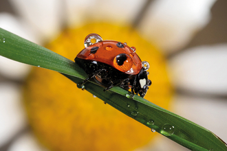 A ladybird on a leaf with dew drops on its back.