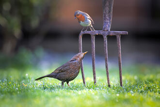 A robin and a female blackbird perched on gardening fork