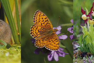 A water vole, lady's slipper orchid and pearl-bordered fritillary butterfly