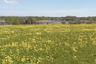A green meadow full of yellow flowering cowslips on a summer's day