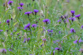 Purple wildflowers