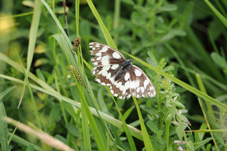 Marbled white butterfly among long grasses