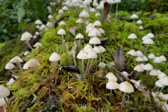 magical fairy looking white cone shaped toadstools growing out of a mossy tree branch on the woodland floor
