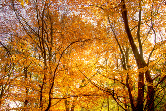 Golden leaved beech tree canopy