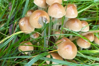 cluster of beige fungi in the green grass