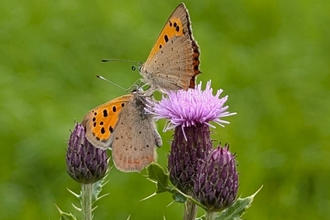 2 butterflies on purple thistles