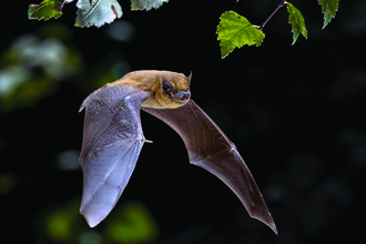 A common pipistrelle in flight