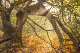 sun streaming through an autumn ancient woodland. The ground is orangey yellow from leaf litter.