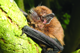 a pipistrelle bat hands on to a tree