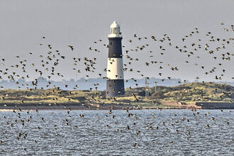 flock of birds over the humber with Spurn lightouse on the peninsula in the background