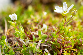 The white flower of Yorkshire sandwort