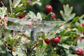 Male migrant hawker dragonfly among hawthorn berries