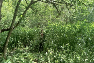 A man stood in amongst a load of green plants that are taller than him.