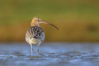A curlew wading in the shallows of a lake
