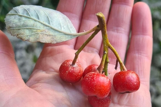 Rock whitebeam berries - a cluster of 5 red berries attached to a stem with a single leaf, resting in the palm of a hand being shown to the camera.