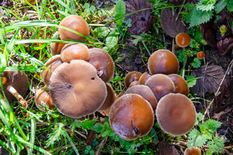 Fungi cluster on woodland floor