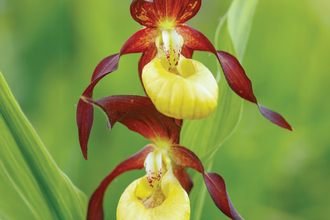 yellow and red flower double head on a green stem