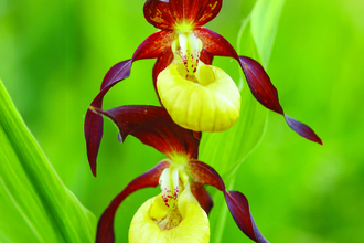yellow and red flower double head on a green stem