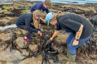 Volunteers conducting a seaweed search to identify local seaweeds 