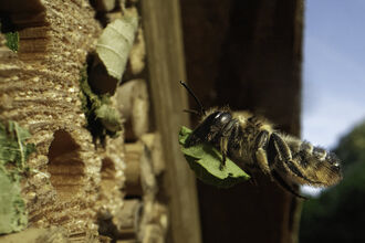 Wood-carving leafcutter bee flying towards an insect hotel with a leaf to seal her nest 