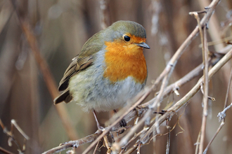 Robin looking into lens