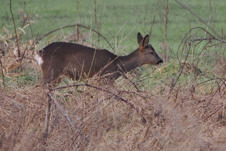 Roe deer grazing next to bush
