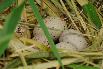 Coot bird eggs in a ground nest in amongst the long grass