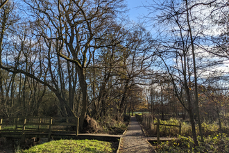 A cross-shaped boardwalk cuts the centre of the image. There is a patch of green grass to the left, and bare trees fill the top of the photo.