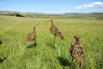 three willow curlews standing on the open grassy plane of Ingleborough on a sunny blue sky day.