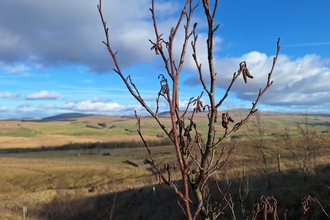 view of an alder tree on Ingleborough with the rolling mountainous landscape in the distance on a sunny winter/spring day