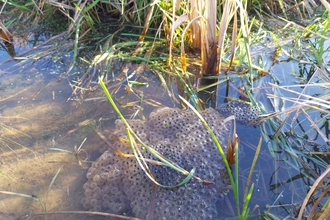 Frogspawn in pond