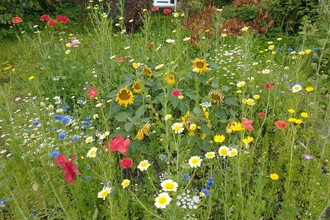 pollinator patch full of colourful flowers in long grass