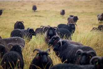 Hebridean sheep