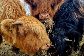 3 highland cows eating hay all with their heads down towards the floorin a sort of huddle
