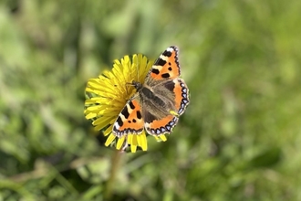 orange tortoiseshell butterfly on a yellow dandelion flower