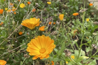 orange flowers and green leaves in a raised bed