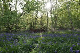 Wide shot of North Cliffe Wood. There's a carpet of bluebells on the ground, and the sun is just rising through the trees.
