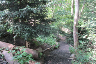woodland within a uni