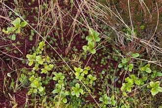 peatland botany