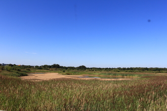 A grassy wetland area with patches of water under a clear blue sky, bordered by dense green vegetation in the distance.
