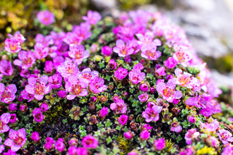 Tiny bright purple flowers sit on a rock.